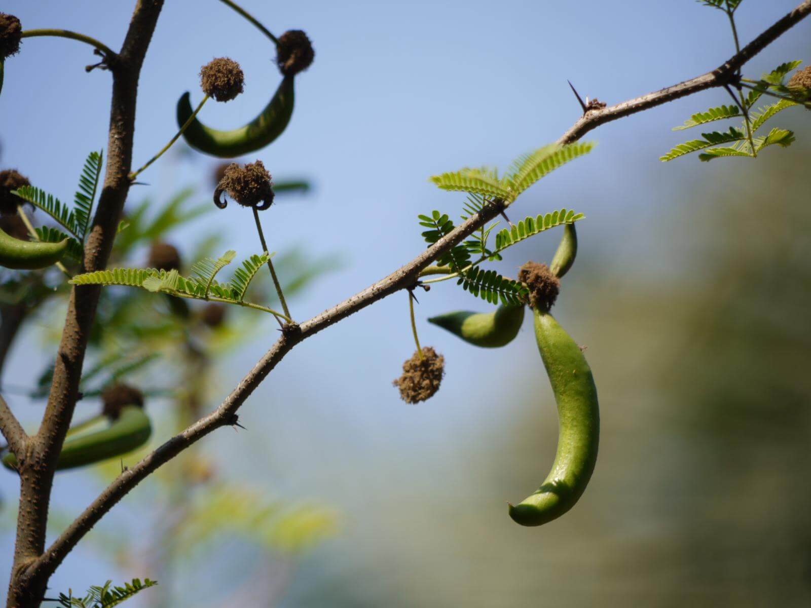 Acacia farnesiana